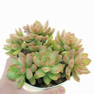 Sedum adolphii