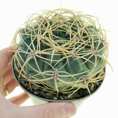 Gymnocalycium multiflorum
