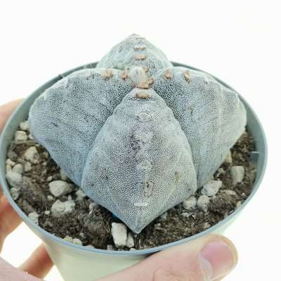 Astrophytum myriostigma var. strongylogonum quadricostatum