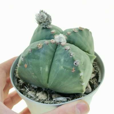 Astrophytum myriostigma cv. fukuryu (Type A) var. quadricostatum nudum