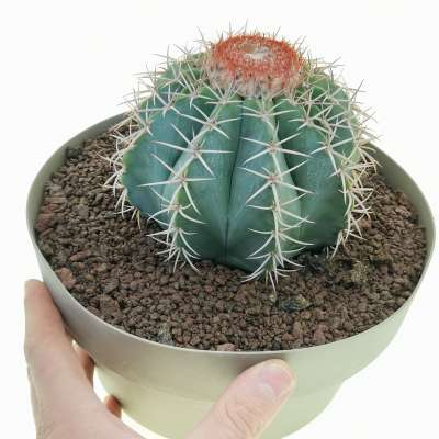 Melocactus pachyacanthus
