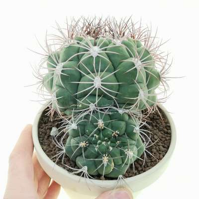 Gymnocalycium saglionis