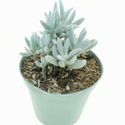 Senecio haworthii 'Mont Blanc' - Giromagi