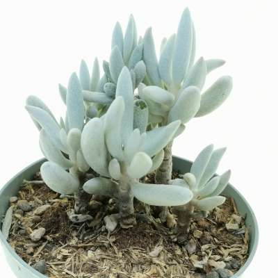 Senecio haworthii 'Mont Blanc' - Giromagi