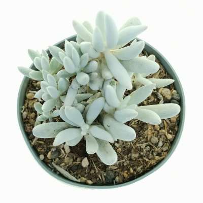 Senecio haworthii 'Mont Blanc' - Giromagi
