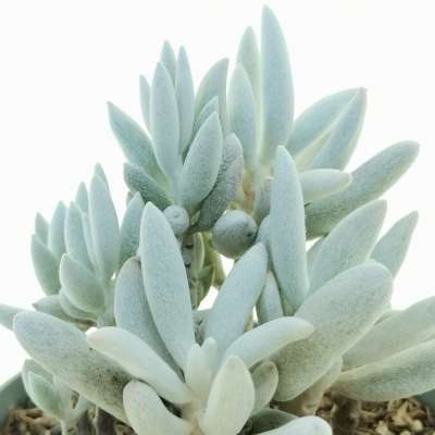Senecio haworthii 'Mont Blanc' - Giromagi