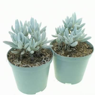 Senecio haworthii 'Mont Blanc' - Giromagi