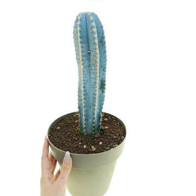 Pilosocereus magnificus