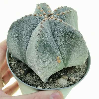 Astrophytum myriostigma cv. double Ribs