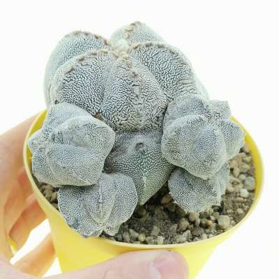 Astrophytum myriostigma cv. Onzuka V-type f. prolifera