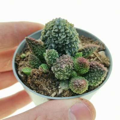 Adromischus marianae f. herrei 'Red Coral'
