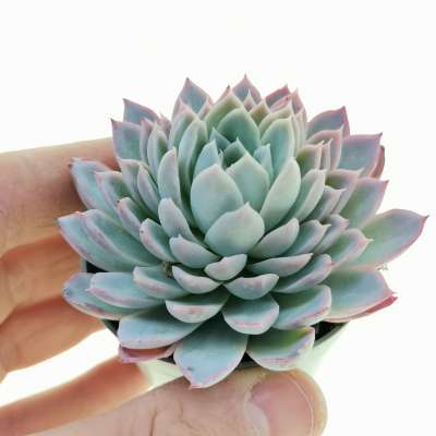 Echeveria 'Spark'