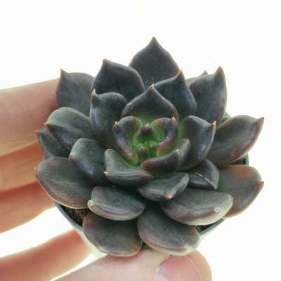 Echeveria 'Black River'