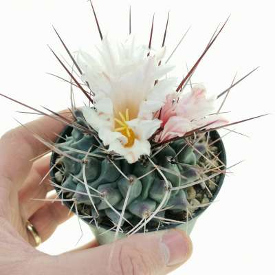 Thelocactus rinconensis