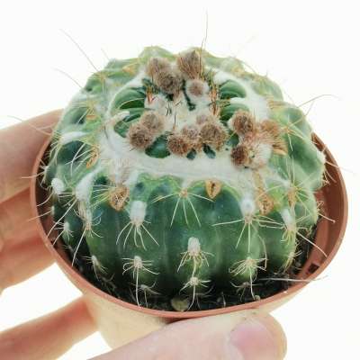 Notocactus uebelmannianus f. mostruosa
