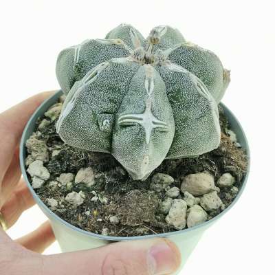 Astrophytum myriostigma cv. Haku-jo