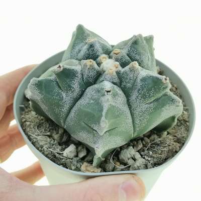 Astrophytum myriostigma cv. Kikko Milky Way