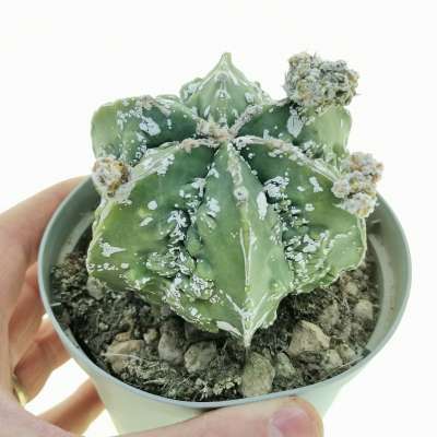 Astrophytum myriostigma cv. fukuryu (Type B) Hakuun nudum