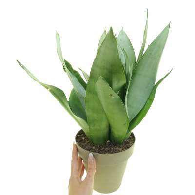 Sansevieria trifasciata 'Moonshine'