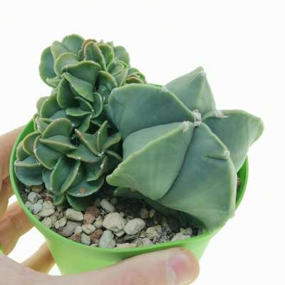 Astrophytum myriostigma var. nudum f. prolifera