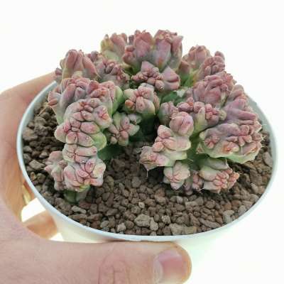 Myrtillocactus geometrizans cv. Strictum f. crestata