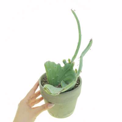 Senecio anteuphorbium f. crestata - Giromagi