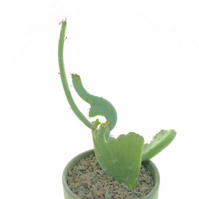 Senecio anteuphorbium f. crestata - Giromagi