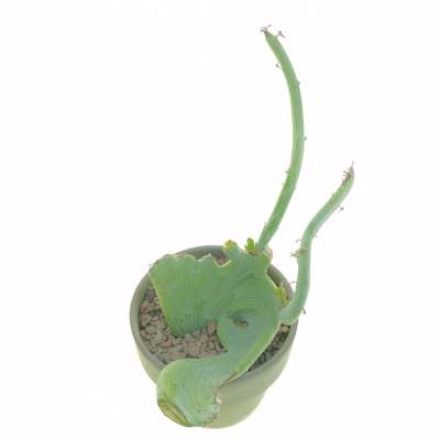 Senecio anteuphorbium f. crestata - Giromagi