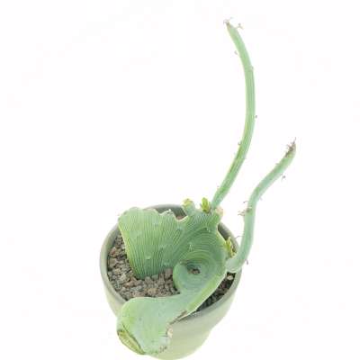 Senecio anteuphorbium f. crestata - Giromagi