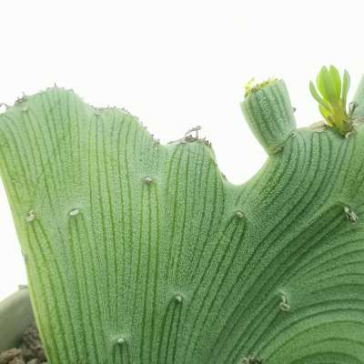 Senecio anteuphorbium f. crestata - Giromagi