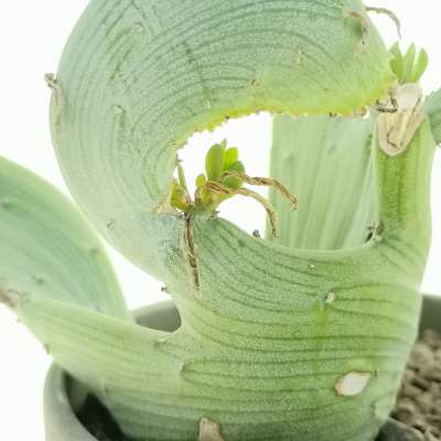 Senecio anteuphorbium f. crestata - Giromagi