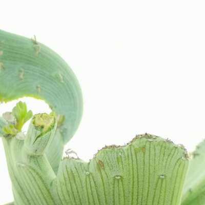 Senecio anteuphorbium f. crestata - Giromagi