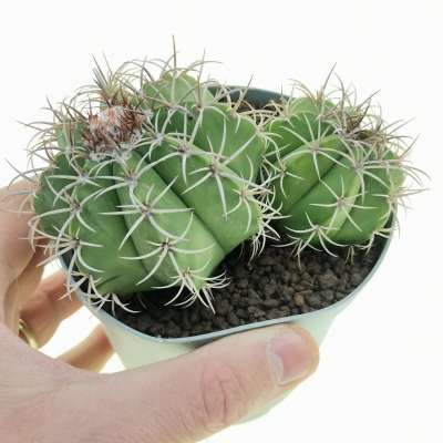 Melocactus matanzanus