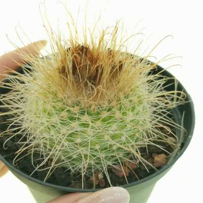 Parodia microsperma