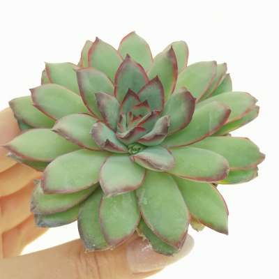 Echeveria pulidonis 'Magma pearl'