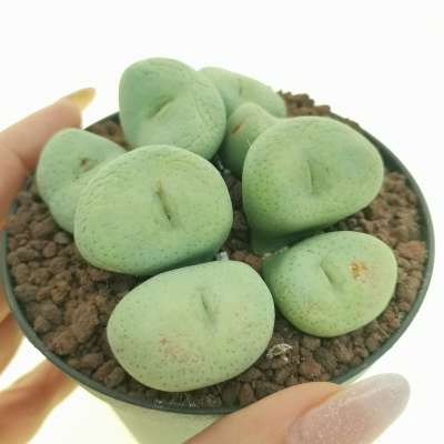 Conophytum maximum