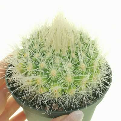 Parodia penicillata var. nivosa