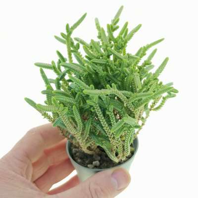 Crassula muscosa