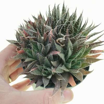 Aloe aristata hybrid