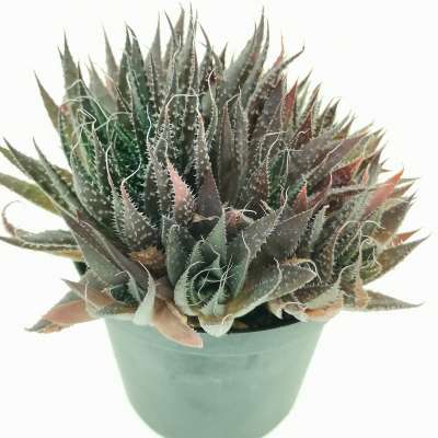 Aloe aristata hybrid - Giromagi