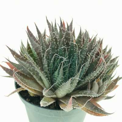 Aloe aristata hybrid - Giromagi