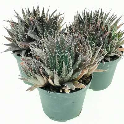 Aloe aristata hybrid - Giromagi