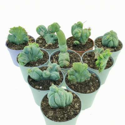 Trichocereus bridgesii mostruoso crestato 10 pcs.