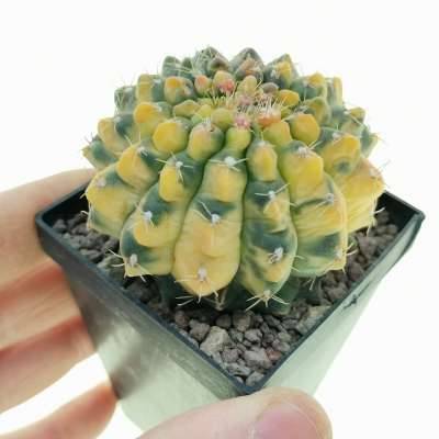 Gymnocalycium quehlianum f. variegata