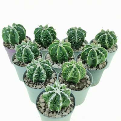 Astrophytum hybrid (myriostigma x Ornatum) cv. fukuryu Haku-Jo nudum 10 pcs