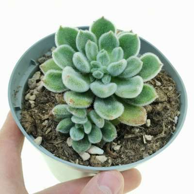 Echeveria 'Bombycina'