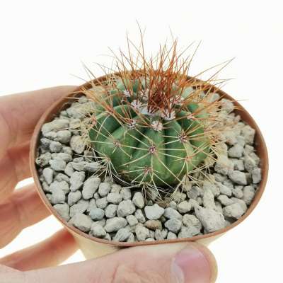 Melocactus diamantinus