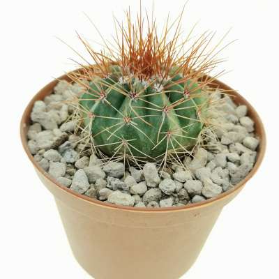 Melocactus diamantinus - Giromagi