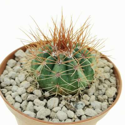 Melocactus diamantinus - Giromagi