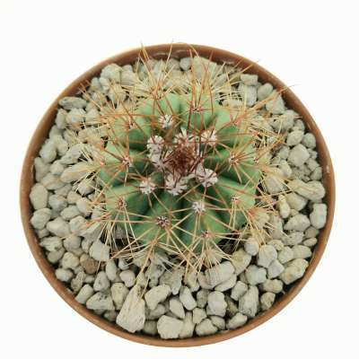 Melocactus diamantinus - Giromagi